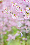 樱花树