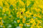 油菜花