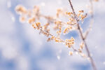 梦幻雪花植物