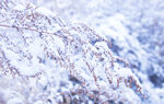 落满积雪的枯草