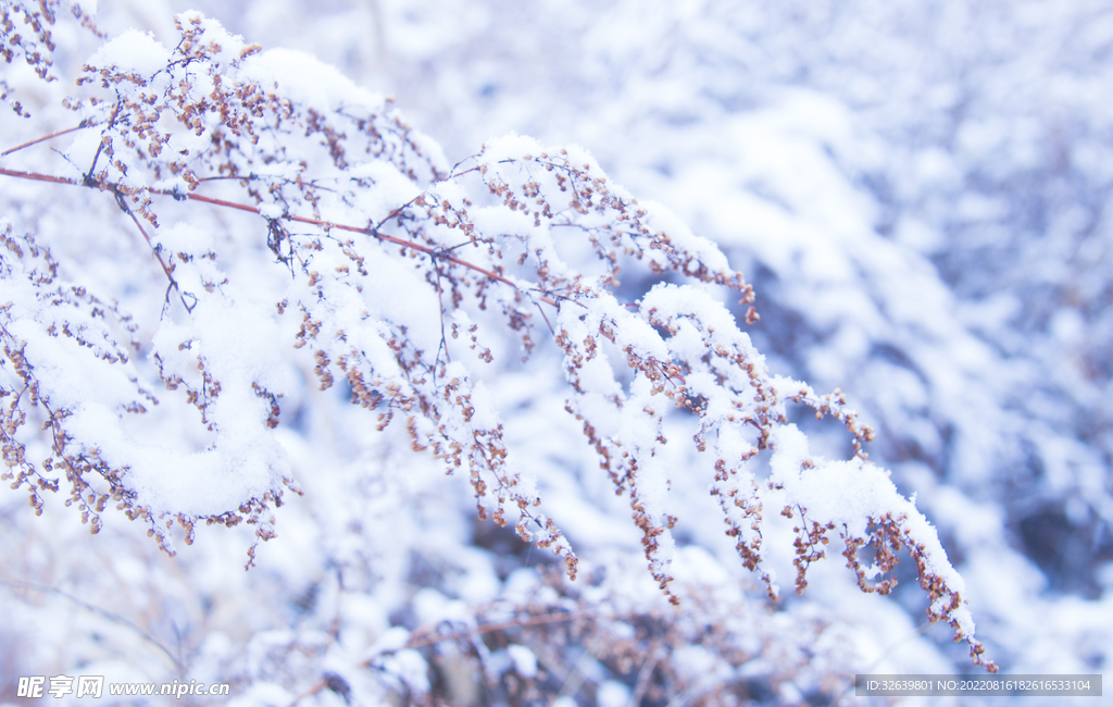 落满积雪的枯草