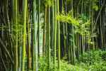 竹林