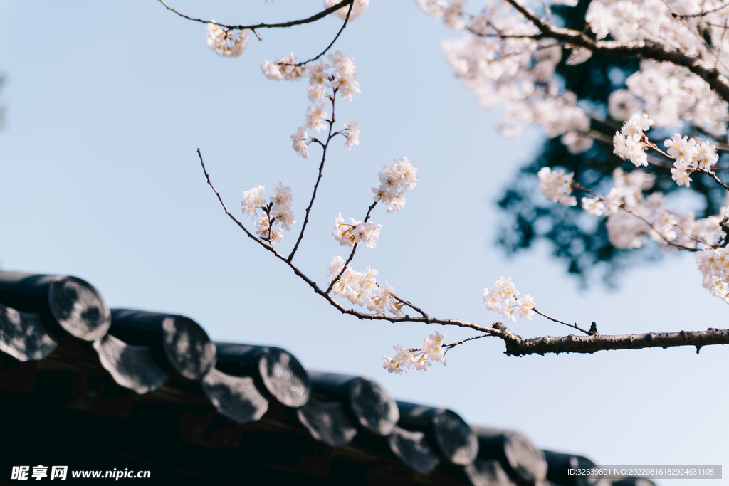 樱花屋檐
