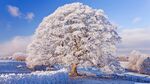 被雪覆盖的树