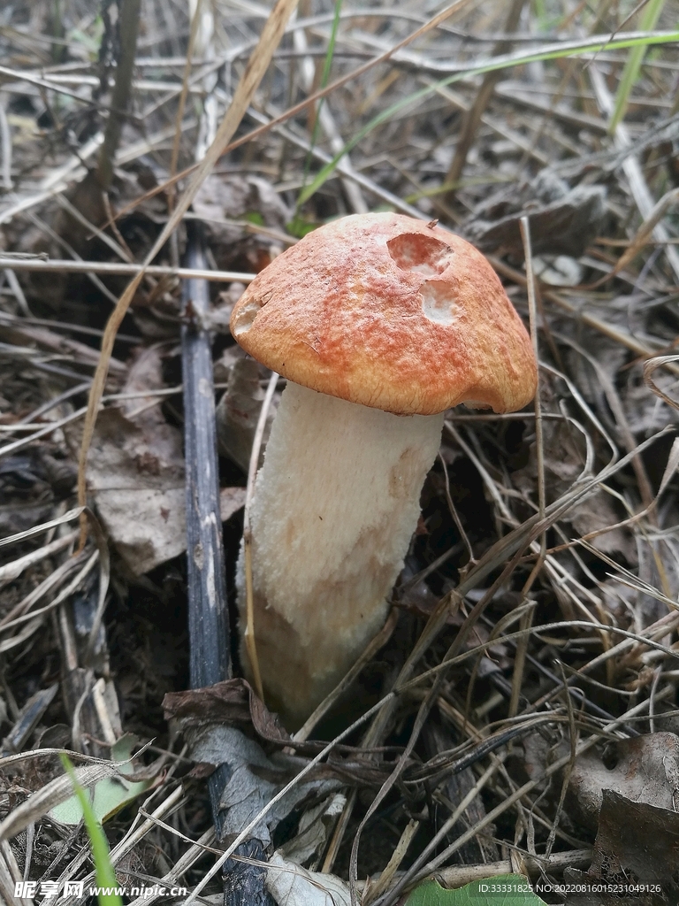 蘑菇