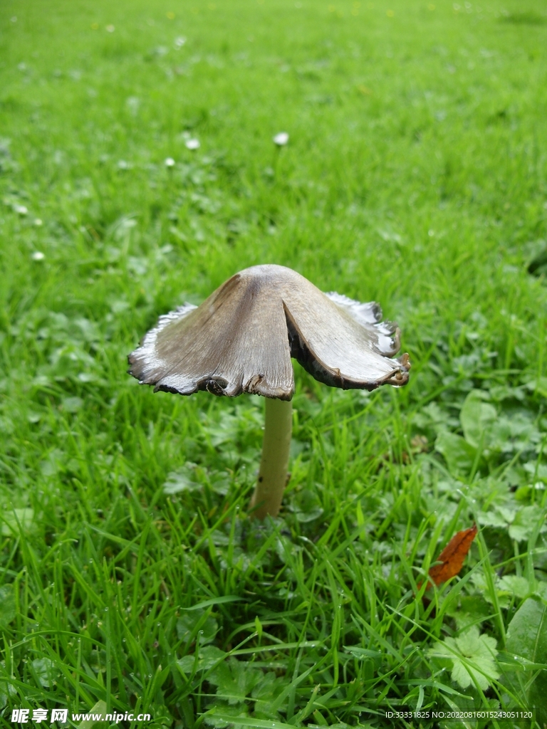 蘑菇
