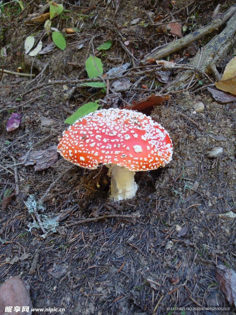 蘑菇