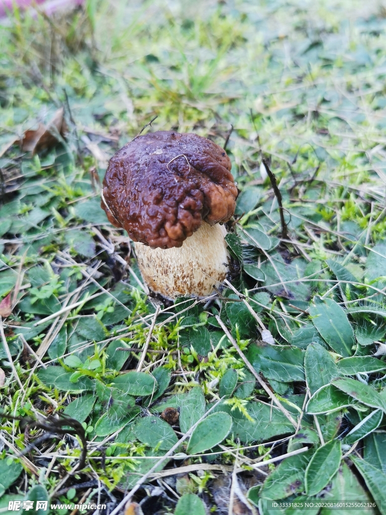 蘑菇