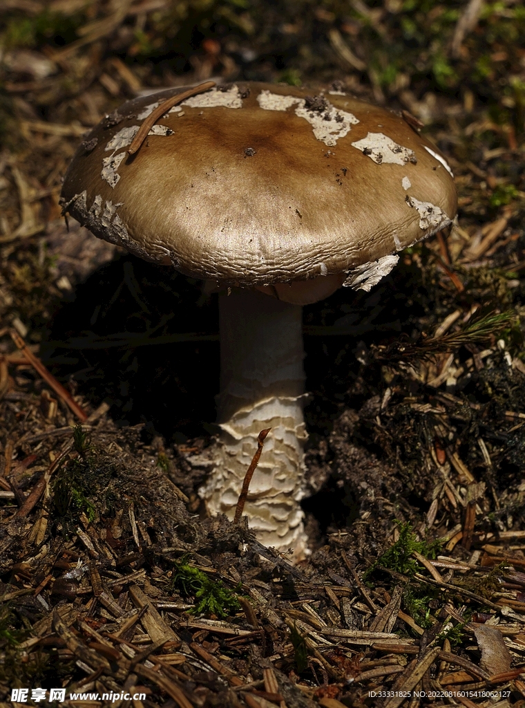 蘑菇