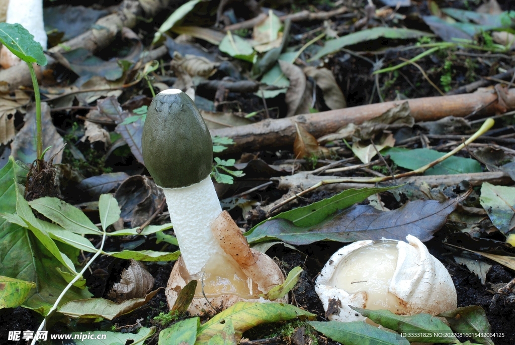 蘑菇