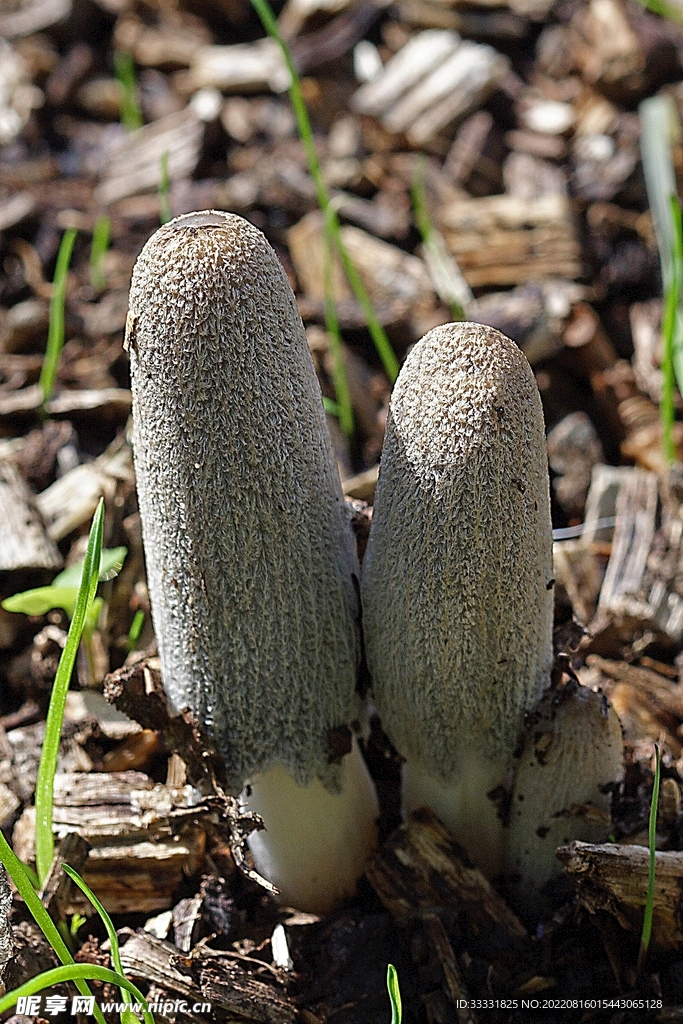 蘑菇