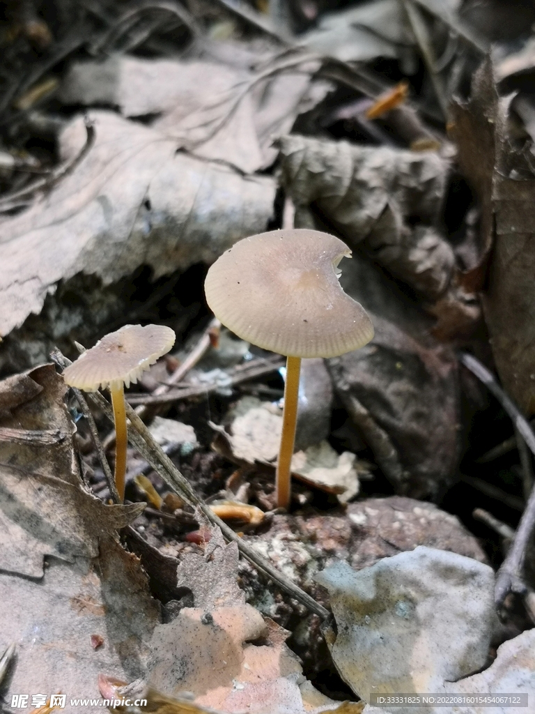 蘑菇
