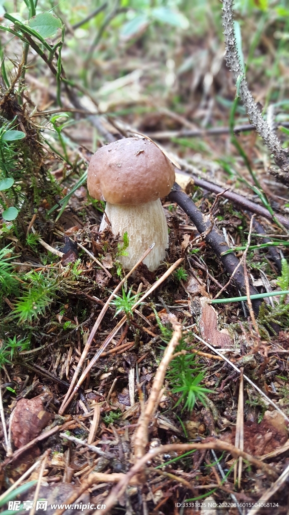 蘑菇