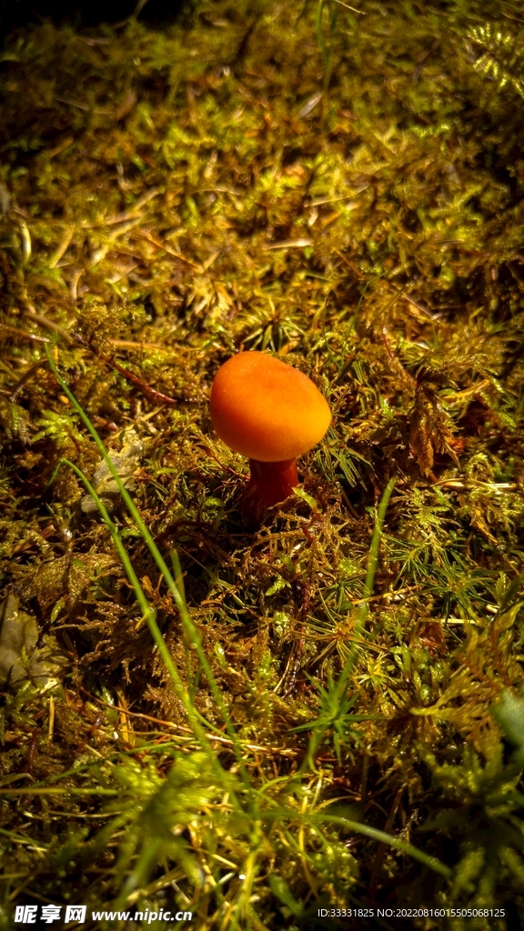 蘑菇