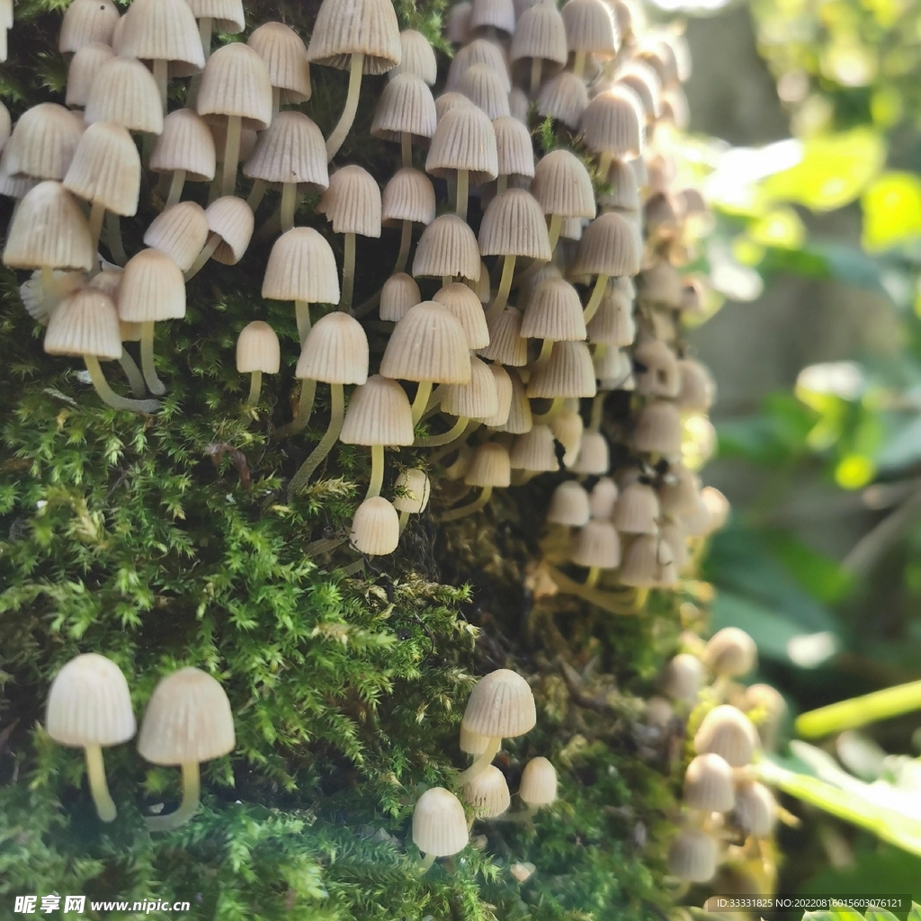 蘑菇