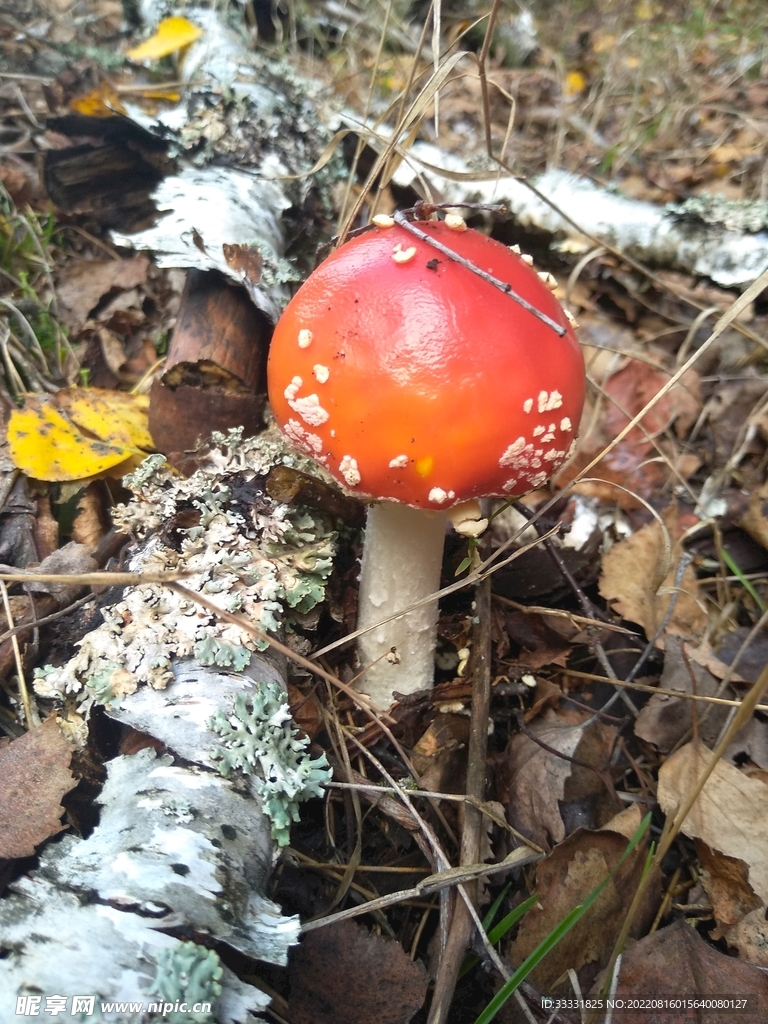 蘑菇摄影图__蔬菜_生物世界_摄影图库_昵图网nipic.com