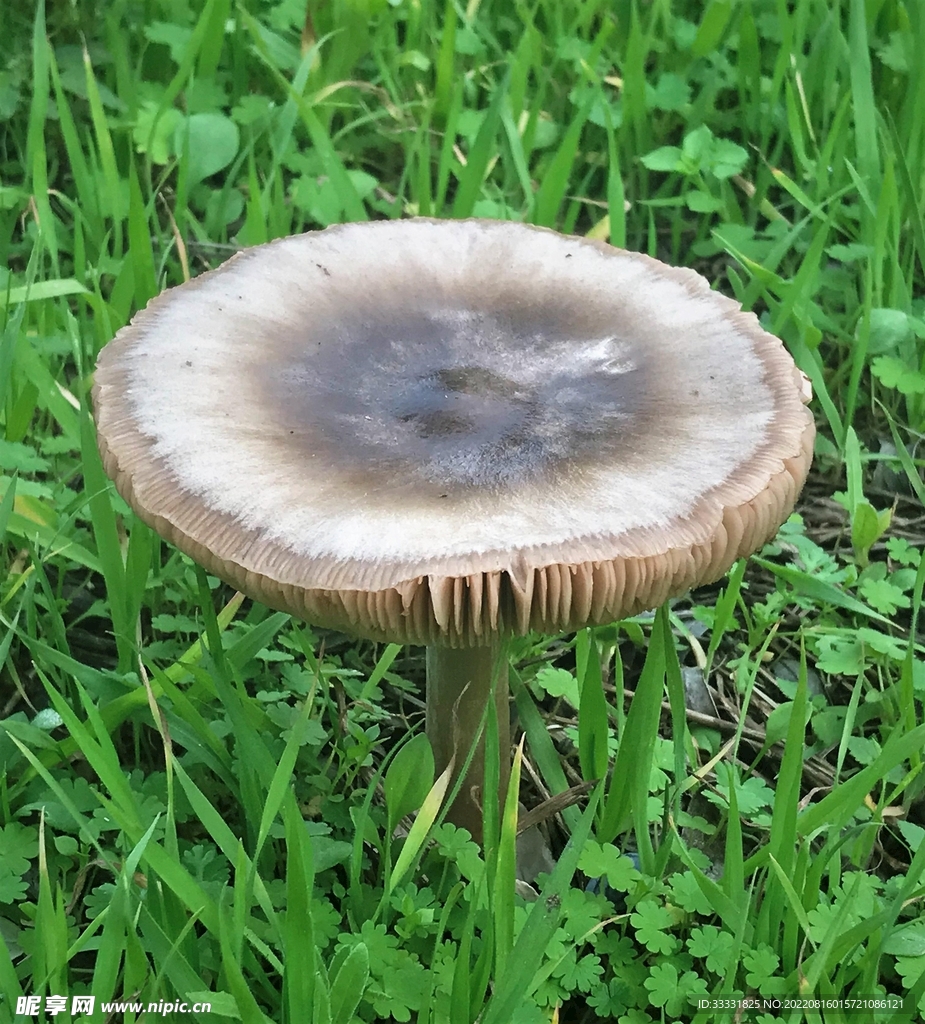 蘑菇