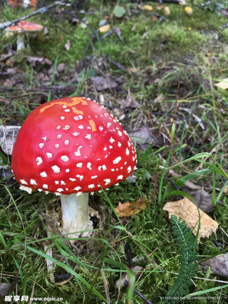 蘑菇