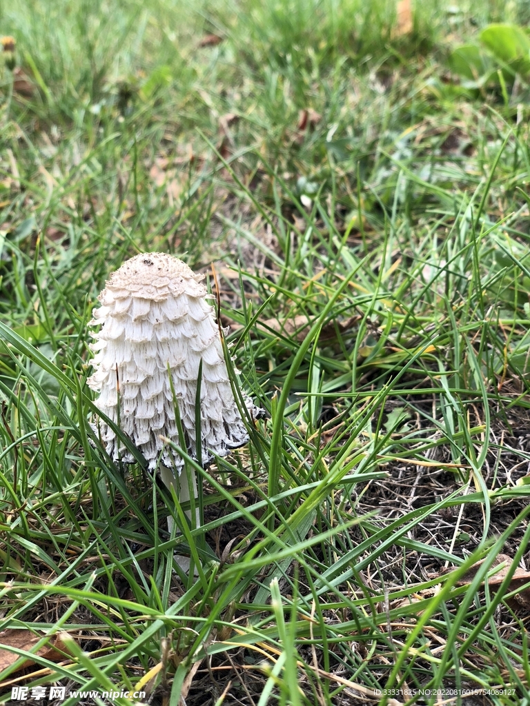 蘑菇