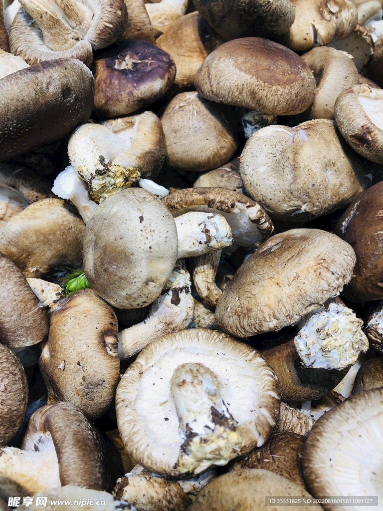 蘑菇