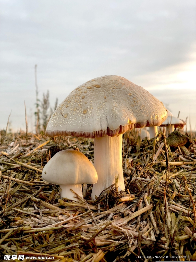 蘑菇摄影图__蔬菜_生物世界_摄影图库_昵图网nipic.com