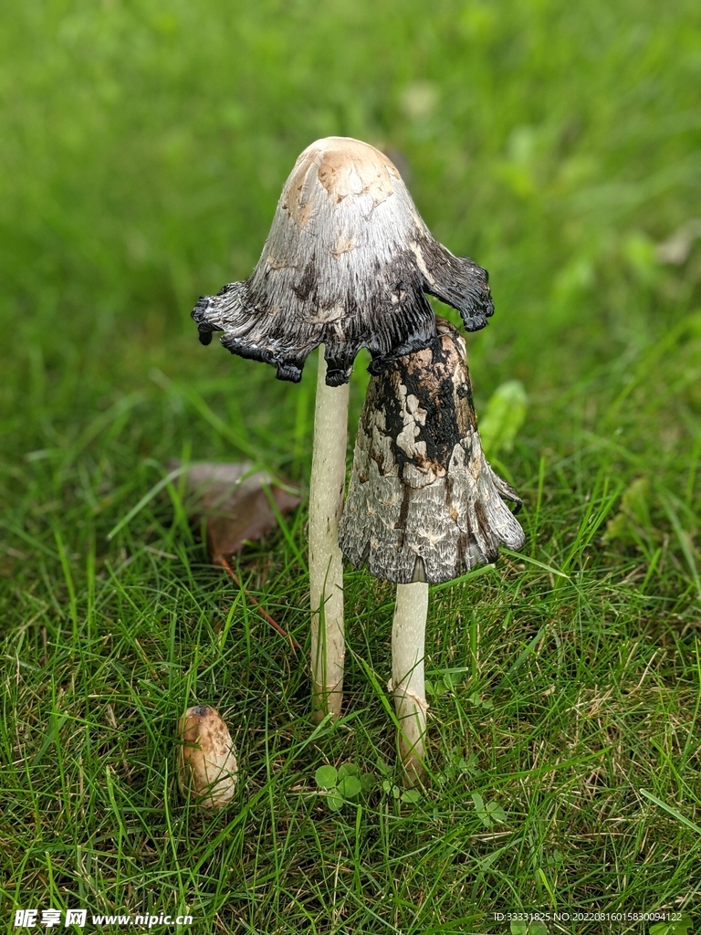 蘑菇