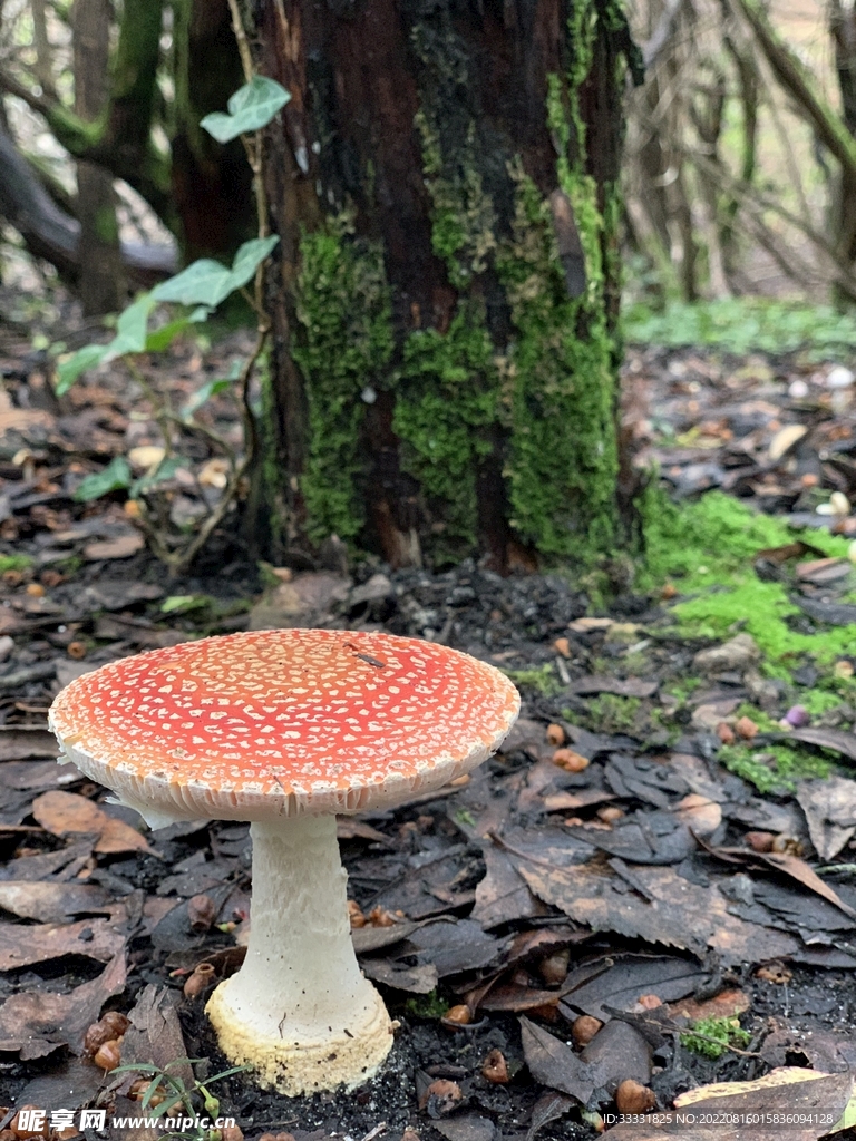 蘑菇