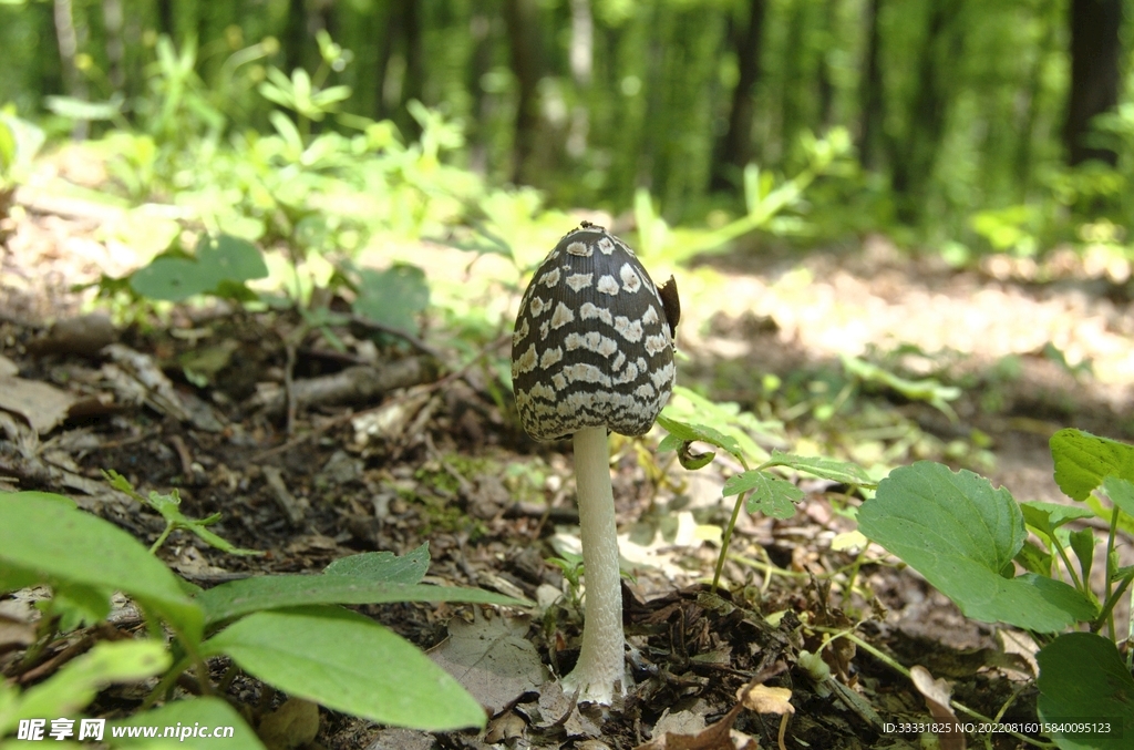 蘑菇