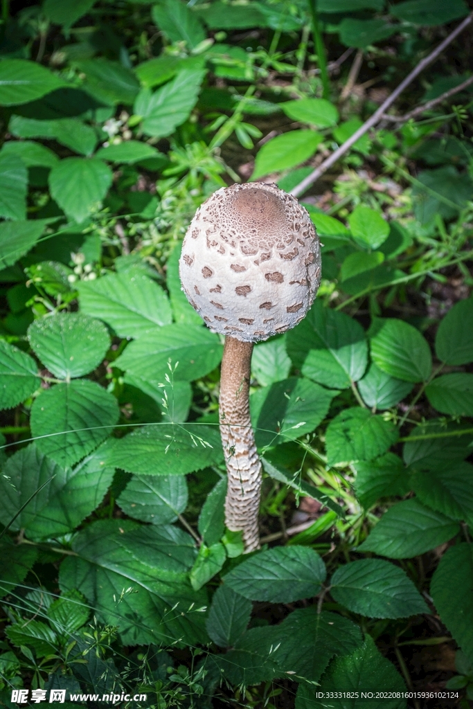 蘑菇