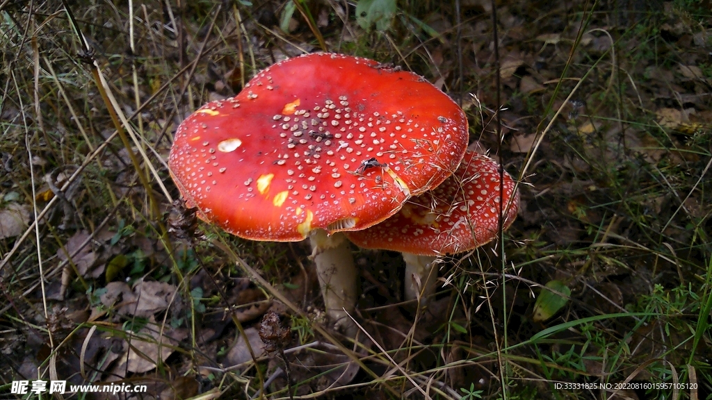 蘑菇