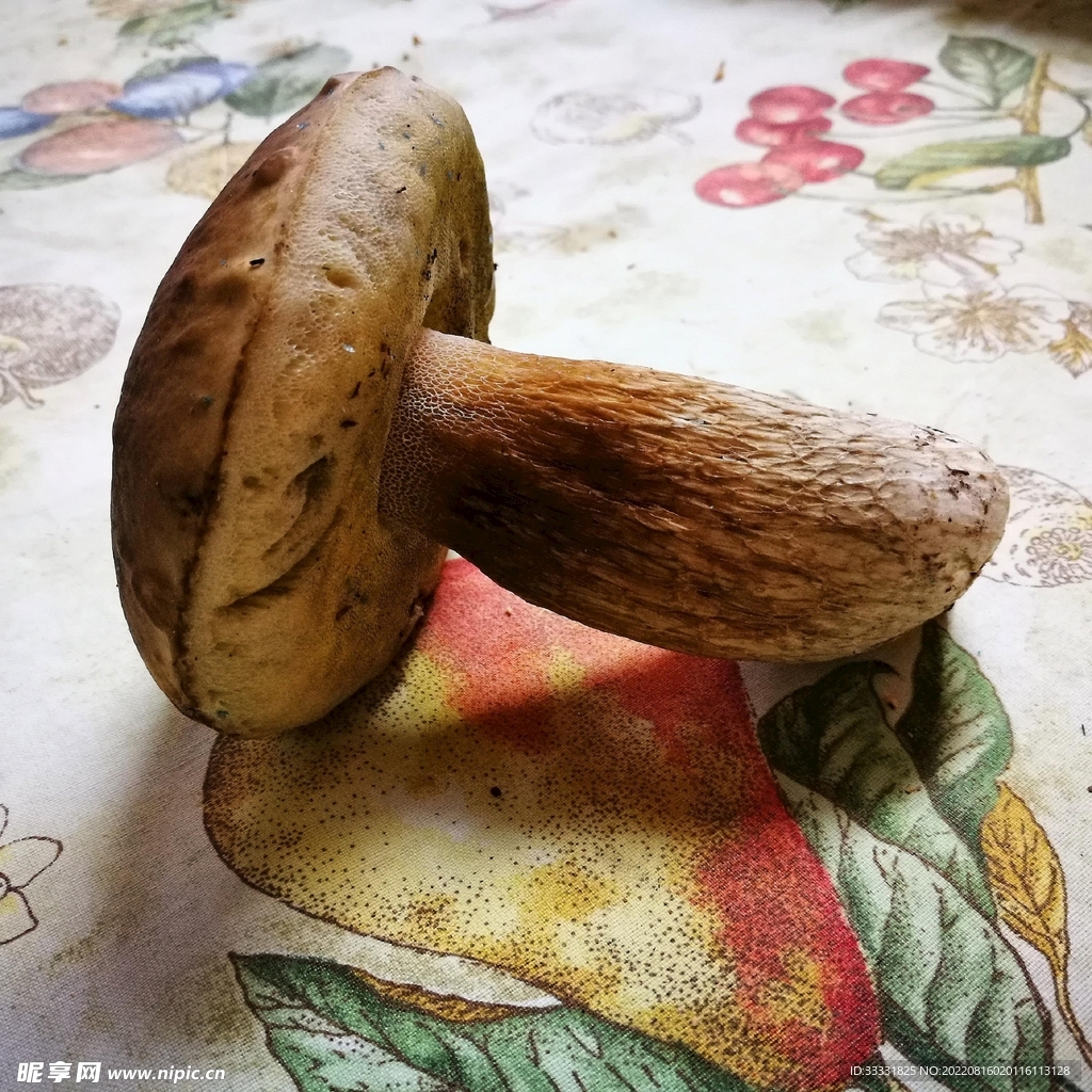 蘑菇