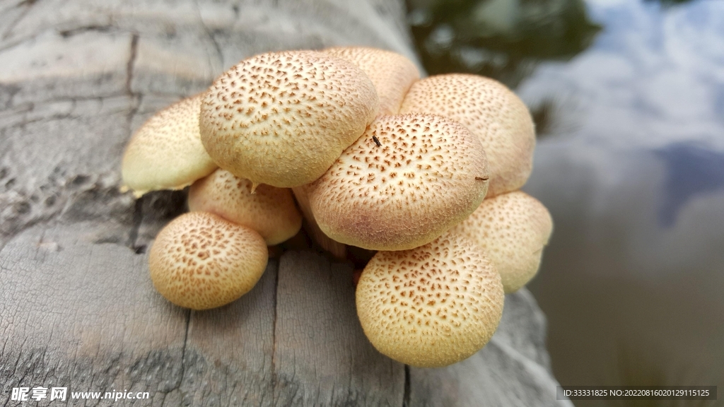 蘑菇