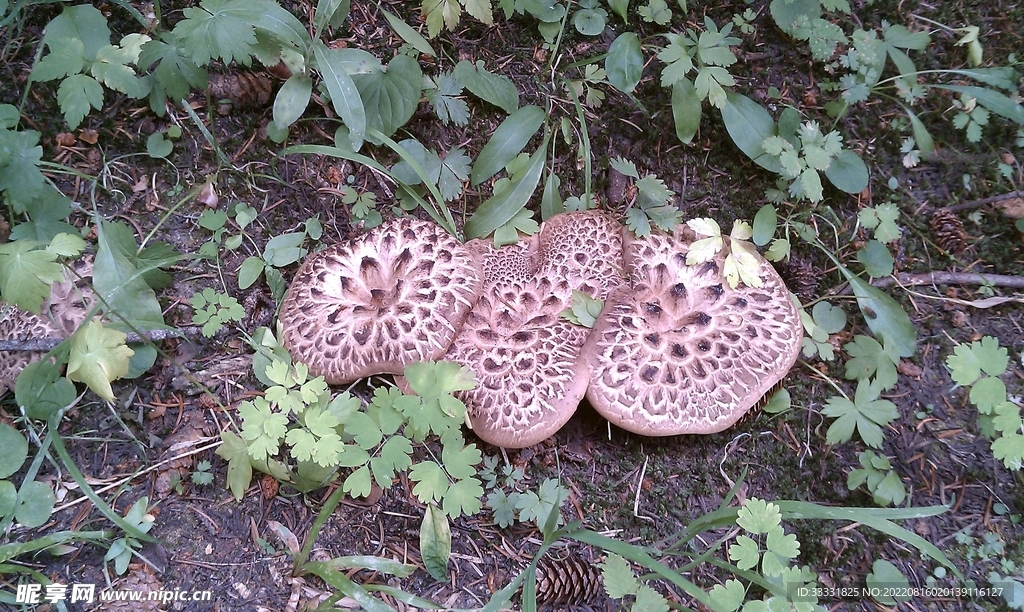 蘑菇
