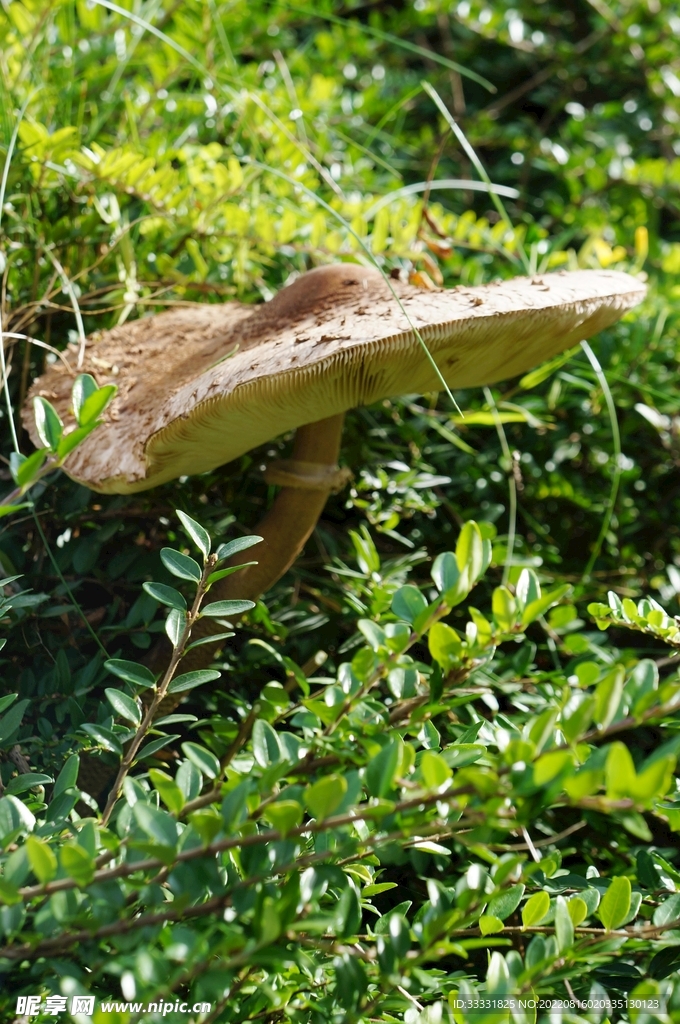 蘑菇
