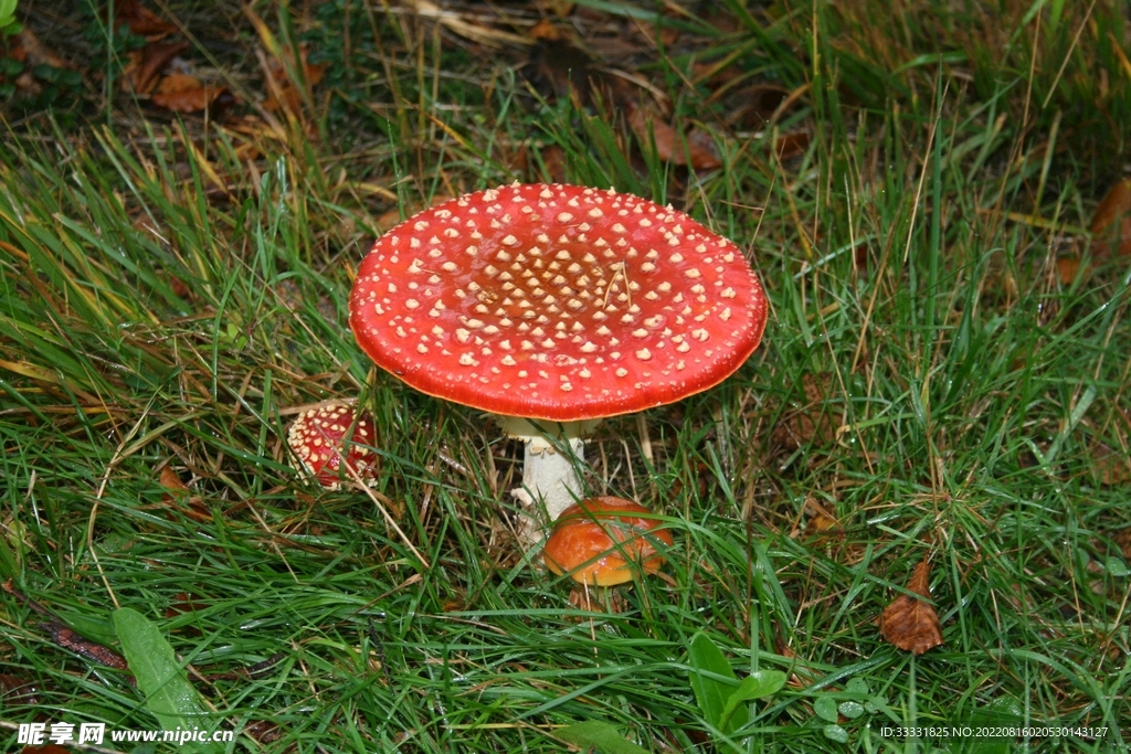 蘑菇