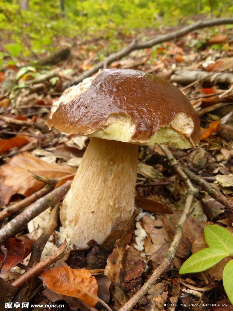 蘑菇