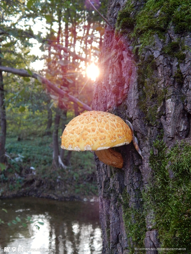 蘑菇