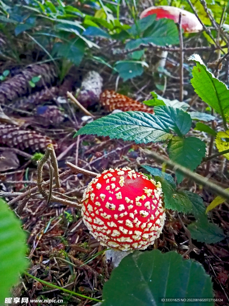 蘑菇