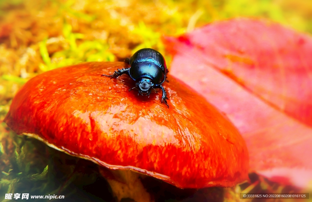 蘑菇