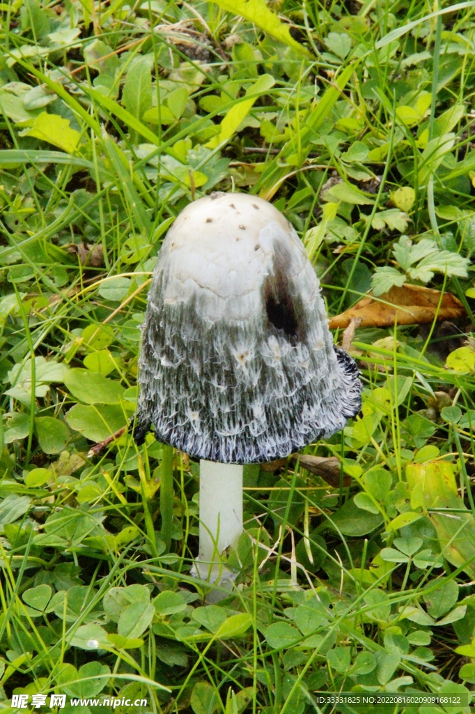 蘑菇