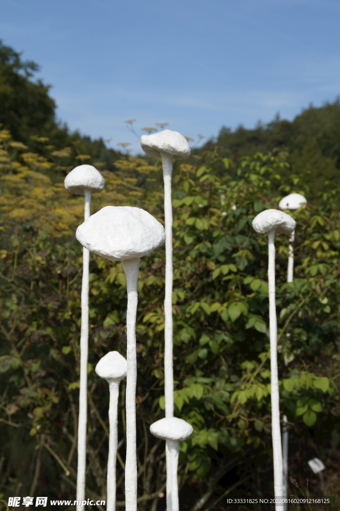 蘑菇