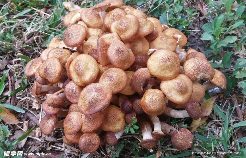 蘑菇