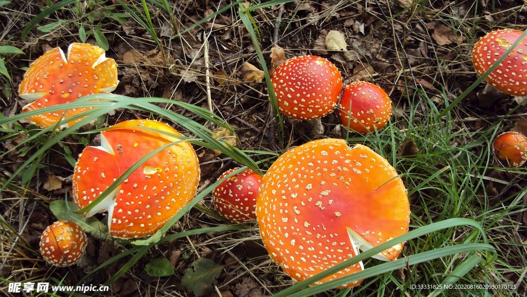 蘑菇