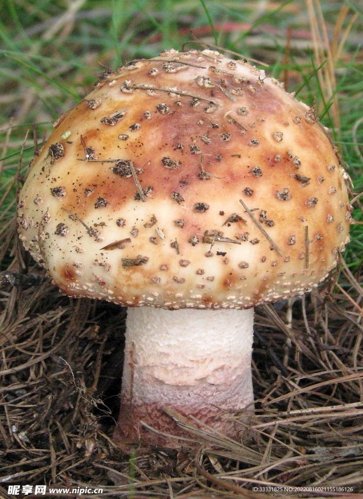 蘑菇