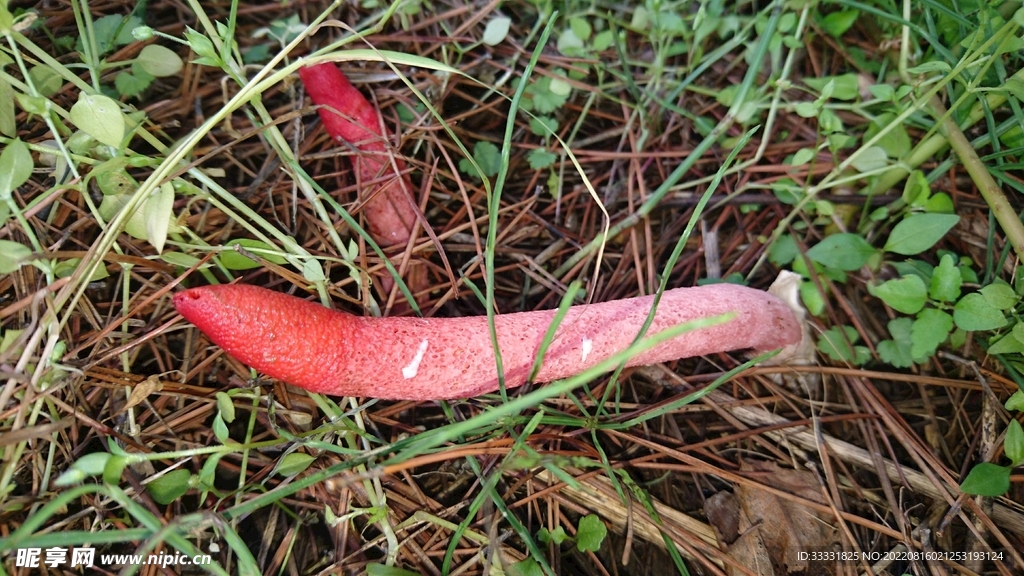 蘑菇