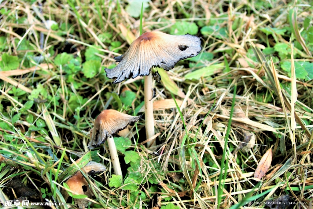 蘑菇