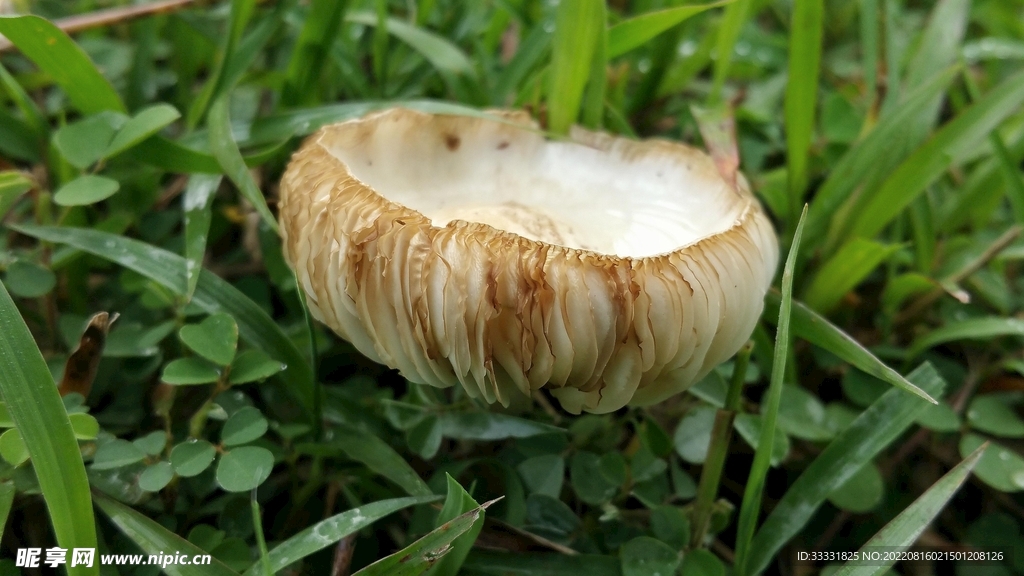 蘑菇