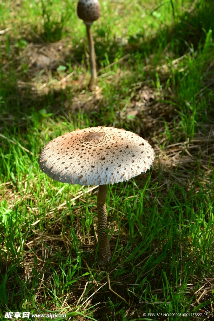 蘑菇