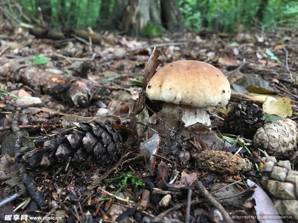 蘑菇