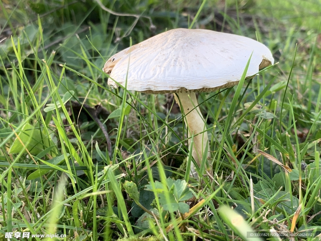 蘑菇